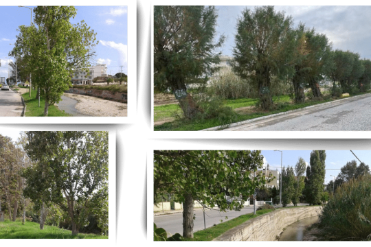 Αυτά τα δέντρα χαρακτηρίστηκαν από τη Διεύθυνση Δασών ως «ξερά, στρεβλά, ασθενικά, καχεκτικά και κεκλιμένα επικινδύνως προς το οδικό δίκτυο»